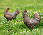Фигуры садовые Петух и Курица (пара)